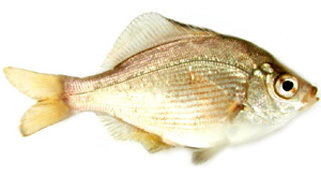 ウミタナゴ 海鱮 つり魚 サルタ図鑑